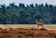 Red deer male on lookout, Netherlands